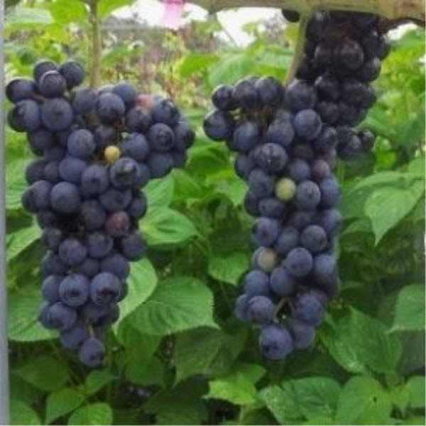 ���콺�� Ŭ���Ͻø� �����̹����� ���Ǽ� �ֽ��ϴ�.