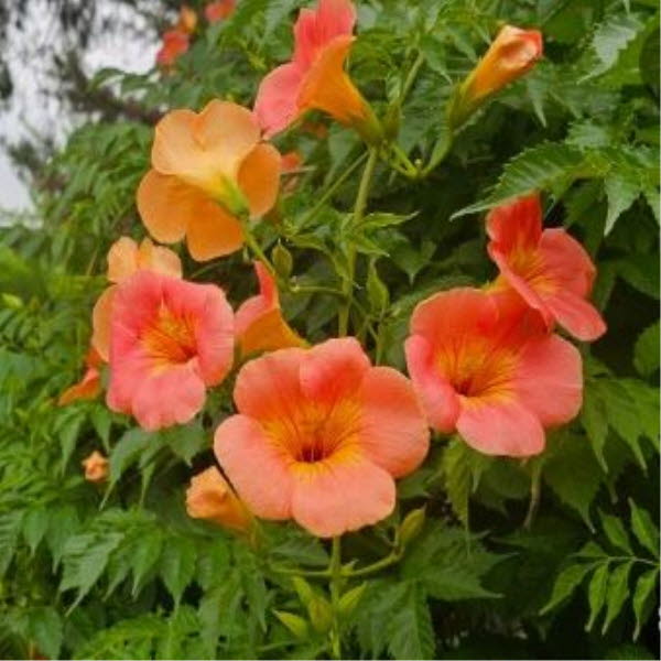 ���콺�� Ŭ���Ͻø� �����̹����� ���Ǽ� �ֽ��ϴ�.