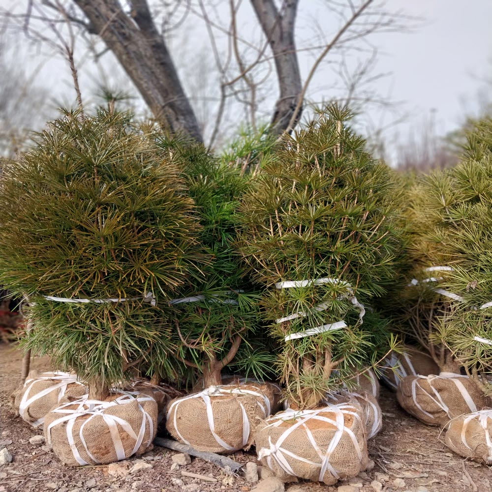 ���콺�� Ŭ���Ͻø� �����̹����� ���Ǽ� �ֽ��ϴ�.