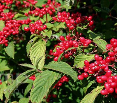 ���콺�� Ŭ���Ͻø� �����̹����� ���Ǽ� �ֽ��ϴ�.