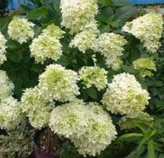 콺 ŬϽø ̹ Ǽ ֽϴ.