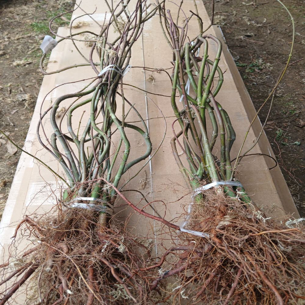 ���콺�� Ŭ���Ͻø� �����̹����� ���Ǽ� �ֽ��ϴ�.